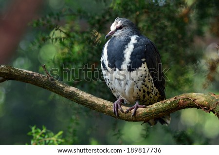 Wonga Pigeon (Leucosarcia melanoleuca) sit on a tree branch in the Australian dry forest.