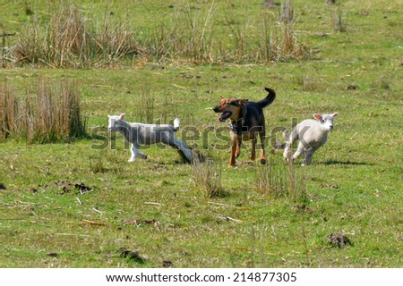 KARIKARI, NZL - SEP 03 2014:Herding dog during Sheep herding.It\'s a type of dog trained in herding.Their ability to act on the sound of a whistle or word of command is renowned throughout the world.