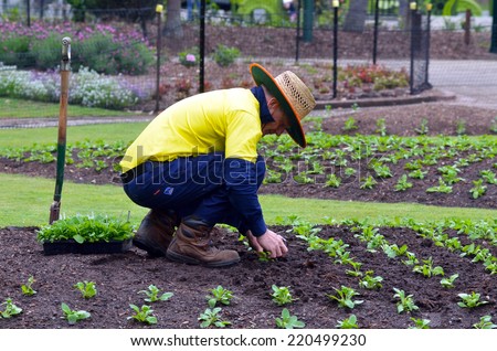 BRISBANE, AUS - SEP 24 2014:Gardner planting plants at Brisbane City Botanic Gardens.The Gardens include many rare and unusual botanic species of plants, flowers and trees.
