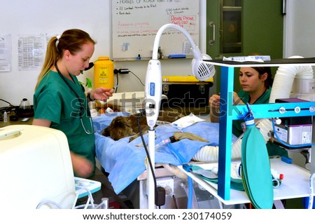 GOLD COAST, AUS - NOV 04 2014:Injured Koala patient in Currumbin Wildlife Sanctuary Hospital.The wildlife hospital admits over 8000 native animal patients brought in by the local community annually.