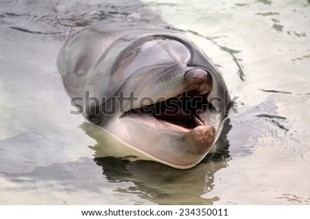 GOLD COAST, AUS -  NOV 11 2014:Happy Bottlenose Dolphin.It\'s the most common species of dolphin kept in dolphinariums as they are easy to train, have a long lifespan in captivity and friendly