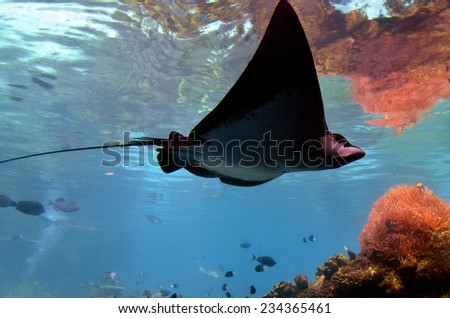 GOLD COAST, AUS -  NOV 06 2014:Eagle-ray. Fatal stings are very rare and most famously in the death of Steve Irwin, in which the stinger penetrated the thoracic wall, causing massive trauma.