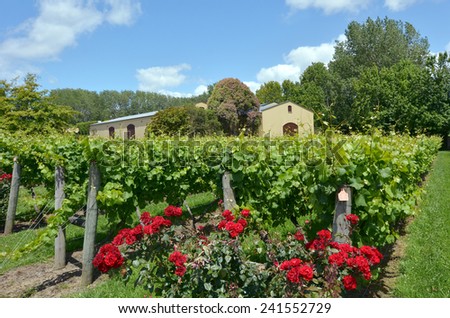 MURIWAI, NZL -  JAN 01 2015:Sauvignon Blanc wine vineyard in Muriwai, New Zealand.New Zealand is home to what many wine critics consider the world\'s best Sauvignon Blanc.