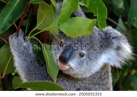 Similar – Foto Bild Koala Umwelt Natur Tier