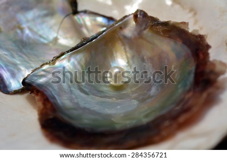 EILAT ,ISR - APR 14 2015:open oyster with pink pearl. Natural pearls values determined according to size, shape, color, quality of surface, orient