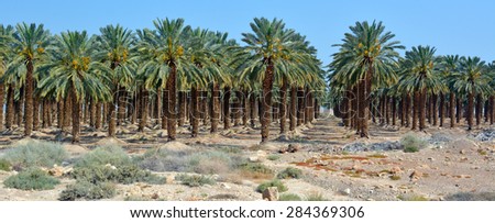 EIN GEDI, ISR - APR 16 2015:Plantation of  Medjool dates palm tree at Ein Gedi in the Dead Sea area, Israel.Over 50% of the worlds Medjool dates are produced in Israel.\
with over $265M profit in 2011.