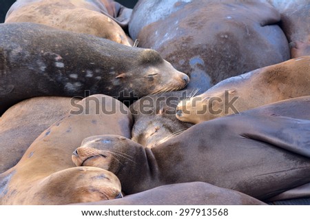 SAN FRANCISCO - MAY 17 2015:Sea lions sleep in Pier 39 at Fisherman\'s Wharf.The Sea lions started to haul out on docks of Pier 39 since 1989 and today their colony is a major tourist attraction.