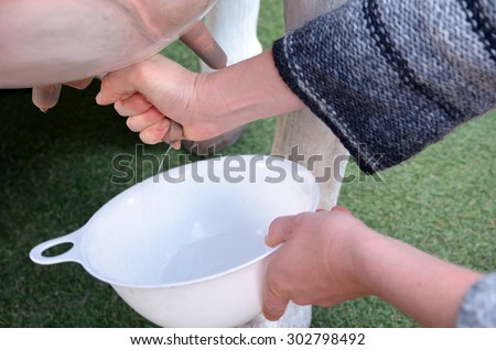 Hands of a woman milking fresh milk from a dairy cow. Food concept close up