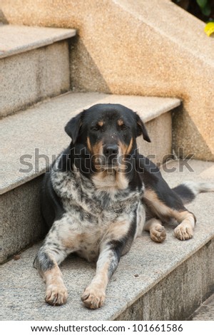 A black and white dog lay down on marble ladder