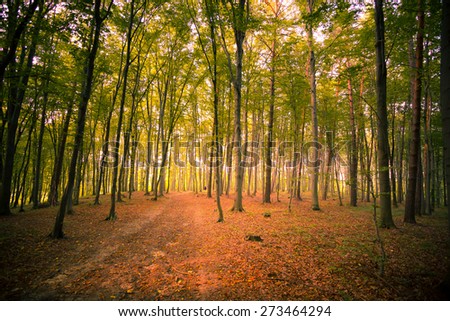 Beautiful forest near Rzeszow city, Poland