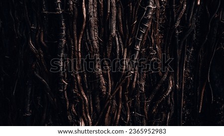 Image, Stock Photo Old tree roots spread across the forest floor in Cuc Phuong National Park in Ninh Binh Vietnam