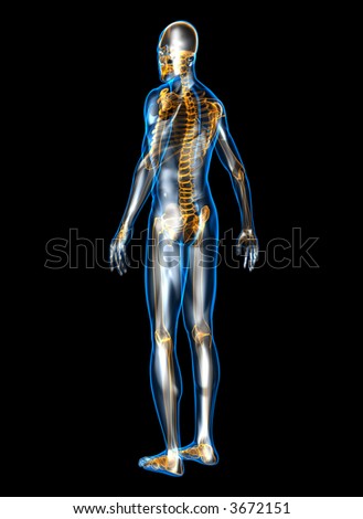 Human Anatomy Stock Photo 3672151 : Shutterstock