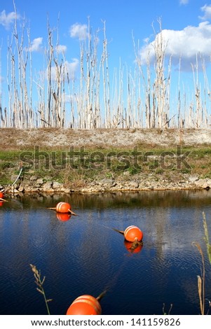 Views from the Everglades (Deforestation of the Florida Everglades)