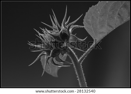A sunflower representing a bad hair day.  Alternative name for this photos is \'Teenage Sunflower\' because of the spiked and disheveled hair look.