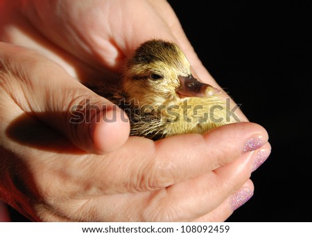 Small chicken sits in the hand