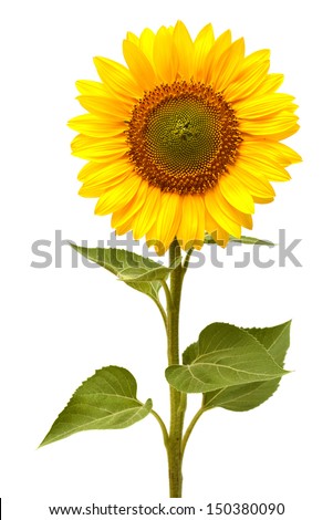 Similar – Image, Stock Photo Sunflower heads Sunflowers