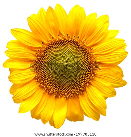 Similar – Image, Stock Photo Sunflower heads Sunflowers