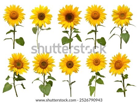 Similar – Image, Stock Photo sunflowers Sunflower