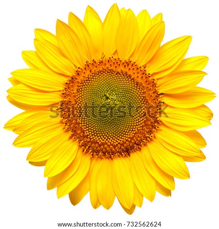 Image, Stock Photo Sunflower heads Sunflowers