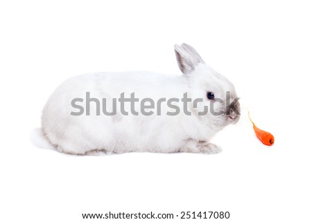 White rabbit with carrot isolated on white background