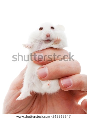 White mouse in human hand isolated on white