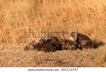 Babies spotted hyena cubs just come out from their hole early in the morning, sleeping on over another, Masai Mara