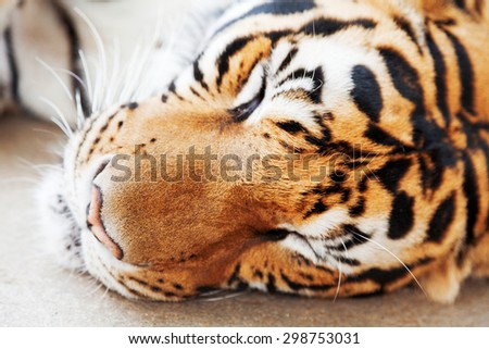 Sleeping tiger close up - head shot