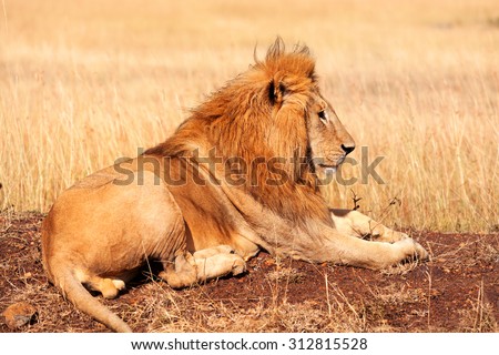 Male lion lying in the grass at sunset in Masai Mara, Kenya. Side view.