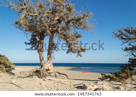 Cedar tree at the beach of Chrissi island, Ierapetra.