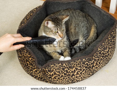 Photo of female hand vacuum cleaning pet sleeping bed with short hair gray tabby cat inside