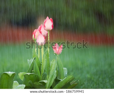 Photo of blooming pink tulips in spring time heavy rain with green grass and reddish bark in background