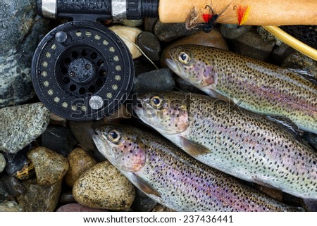 Close up overhead view of three wild trout with fishing fly reel, landing net and assorted flies on wet river bed stones