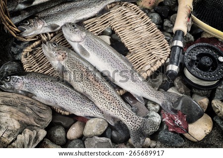 Vintage concept of trout spilling out of fishing creel, with fly reel, pole and late autumn leaves on wet river bed stones