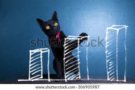 Creative photos of business cats presentations with graphs touch screen with a dark blue background.