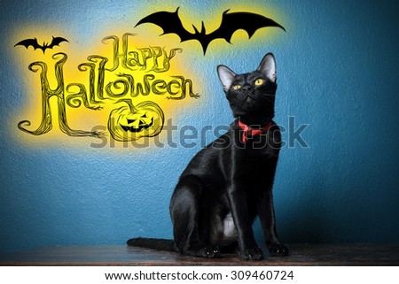 Image of black cat on dark blue background with graphic wording 