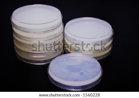 Petri Plates On Counter
