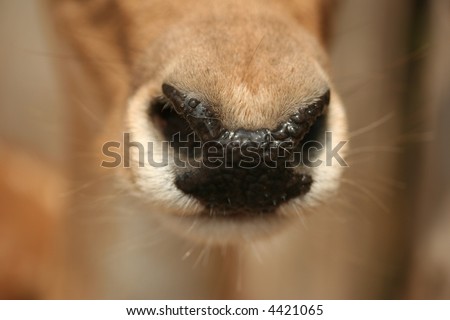 Closeup of a fallow deer\'s (Dama dama) wet nose
