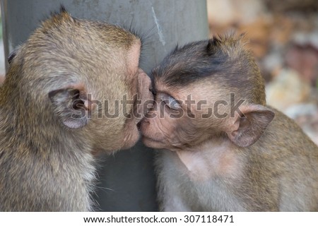 Funny monkeys\
Funny monkeys live in a natural forest of Thailand.