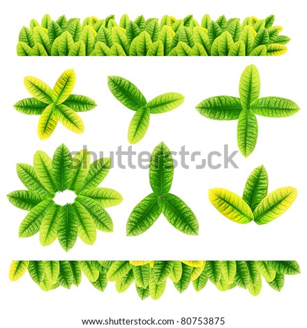 All sorts of green leaves from trees and shrubs isolated on white background for design work