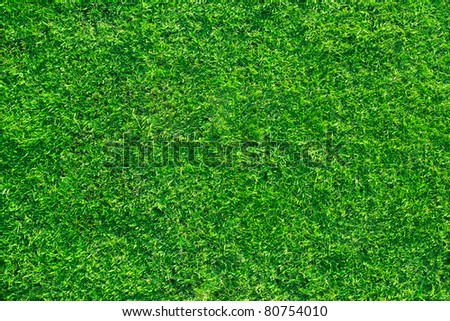 fresh lawn grass background for design work