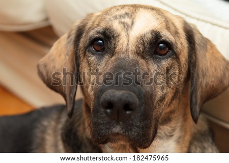 Dog, funny dog in in home - enhanced colors, shallow DOF
