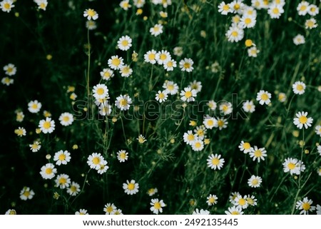 Image, Stock Photo blooming margarite meadow in front of a blue sky with delicate clouds from the frog’s perspective