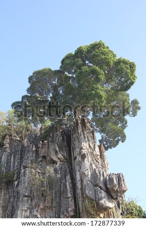 pine tree stand towering on the cliff in lushan,China