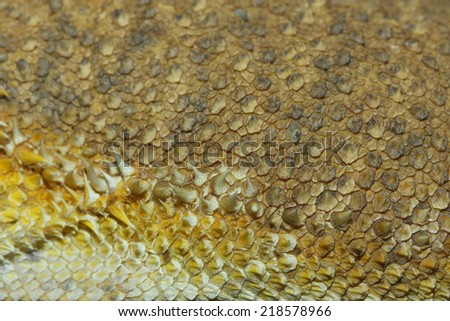 bearded dragons lizard skin