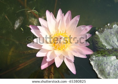 the pink and Yellow lotus