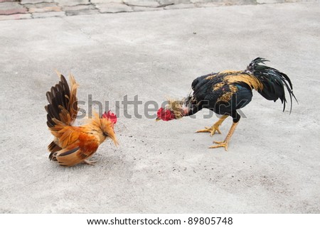 two cocks fighting