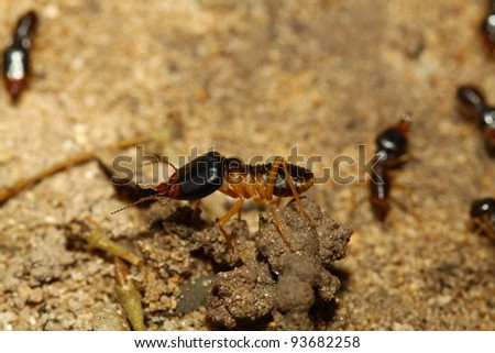 groups of termites transporting food