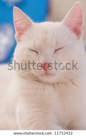 Pure white cat sleeping on white floor