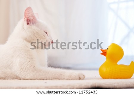 Pure white cat sleeping on white floor and yellow duck