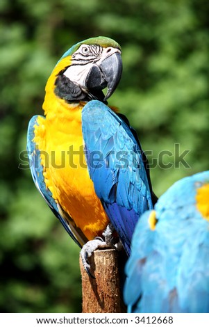 Blue and gold macaw looking at the camera